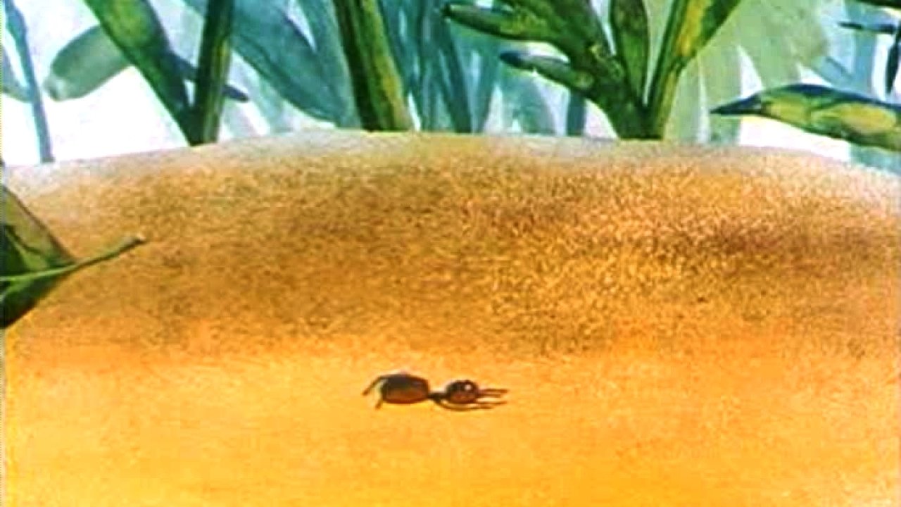 Путешествие муравья