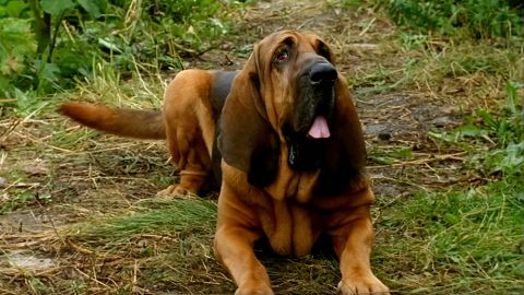 ТЕСТ: Угадаете ли вы, из какого отечественного фильма собака?