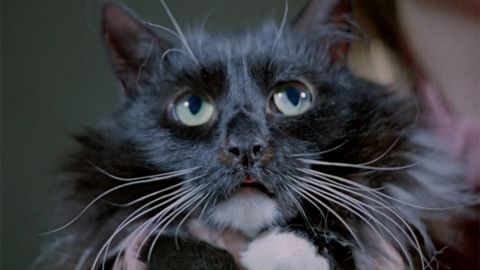 ТЕСТ: Угадайте, из какого фильма кошка!