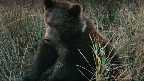 ТЕСТ: Насколько хорошо вы знаете животных из фильмов?